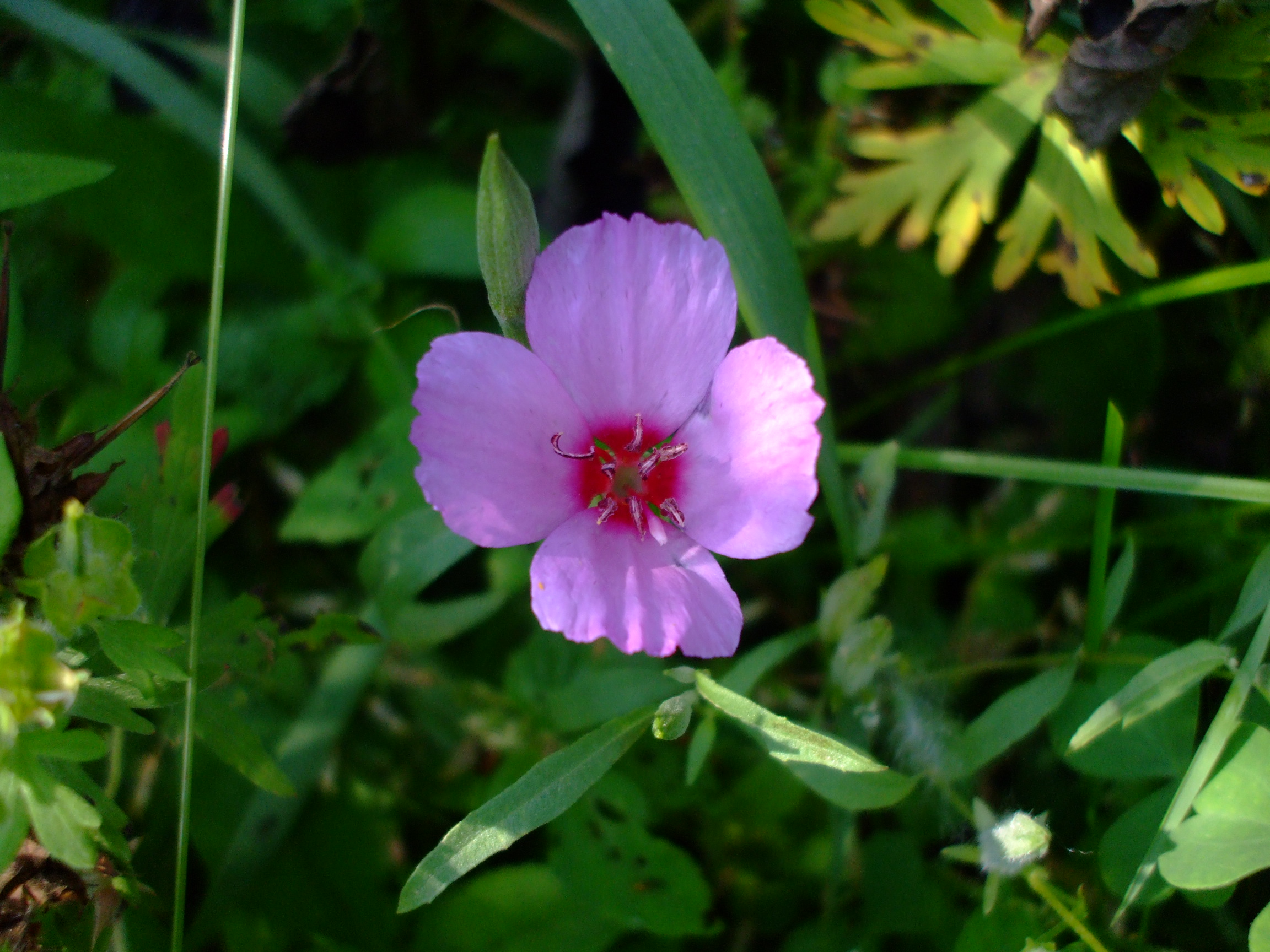 Clarkia rubicunda